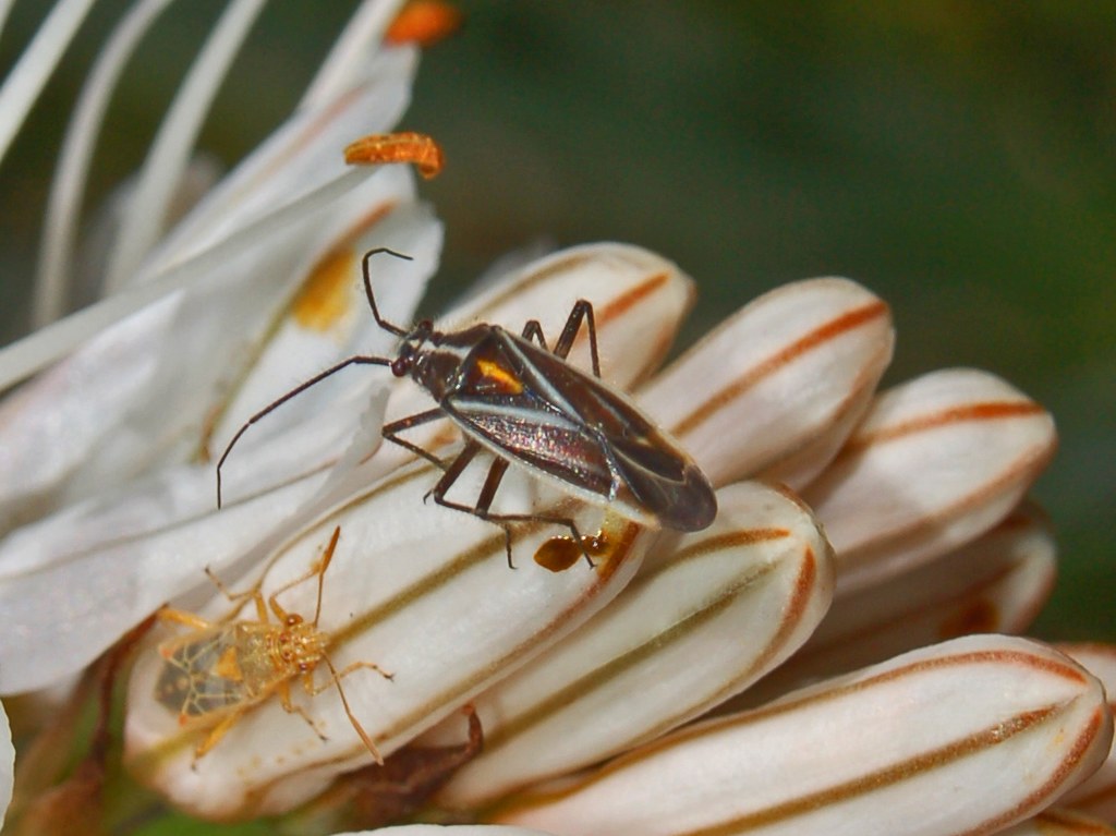 Miridae: Horistus orientalis della Liguria su Asfodelo